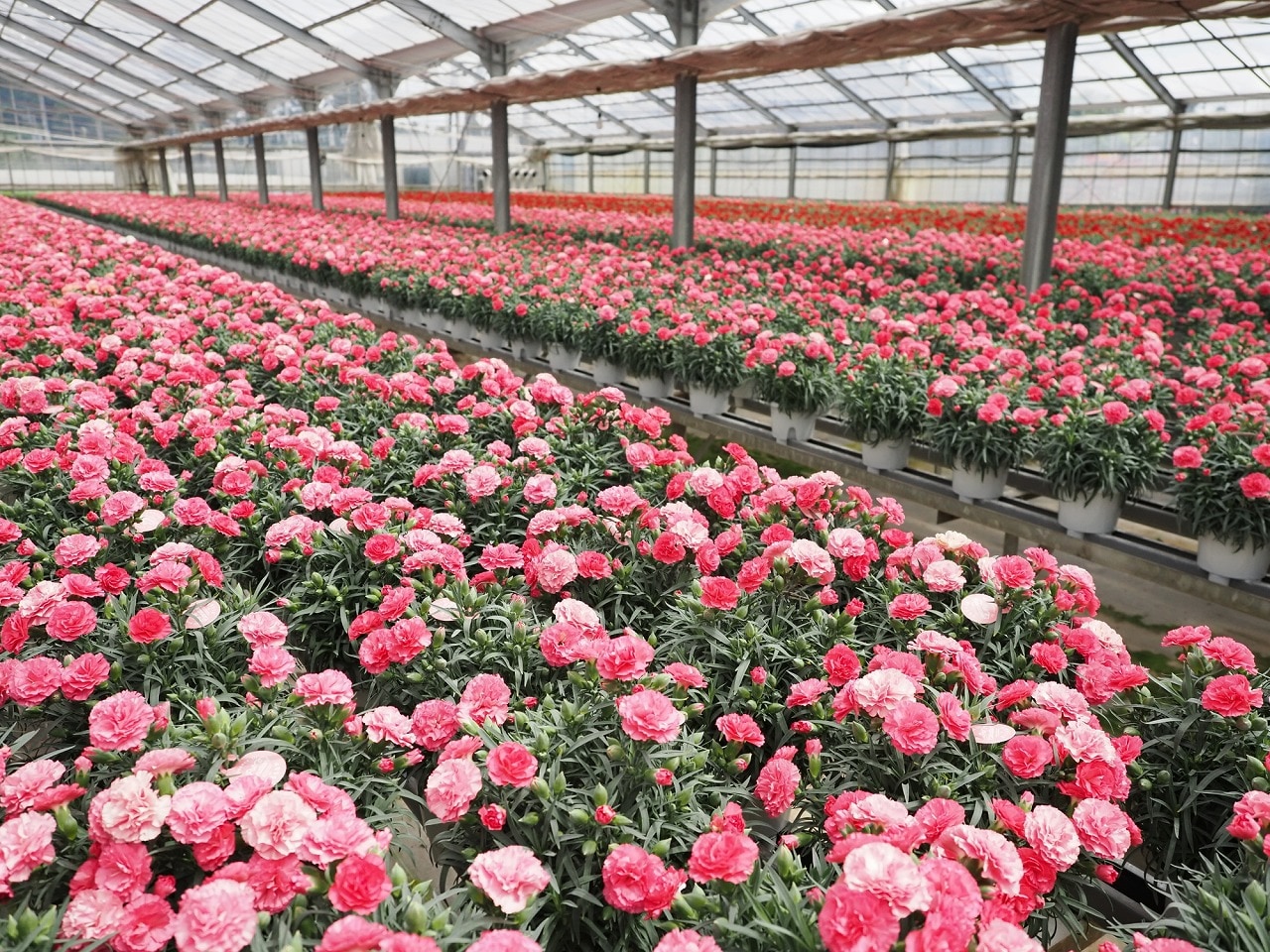 ひと鉢ひと鉢の生長にあわせて育てました