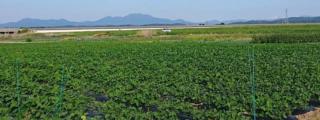 記事内画像：001 ”味・香り・見た目の3拍子が揃った枝豆。新潟の【堀川農園】が惚れ込んだ、「陽恵（ようけい）」
