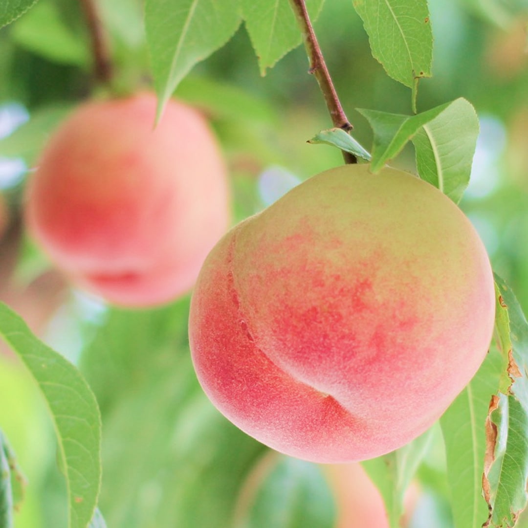 品種を味わう、桃リレー