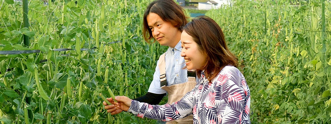 記事内画像：002 ホクホクと優しい甘さ関西で愛されるうすいえんどう【吉野農園】