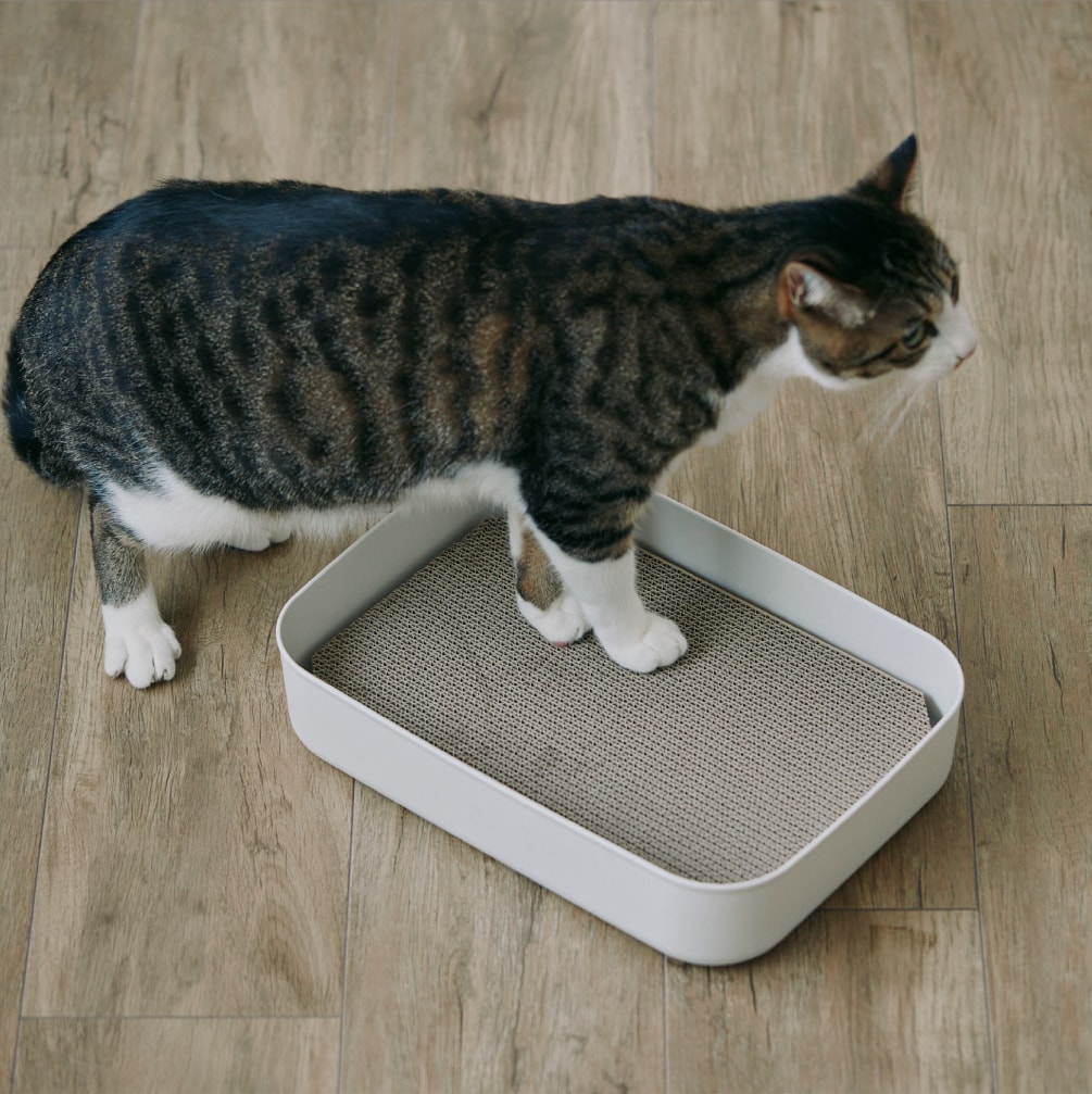 MUJI収納に「ピタッ」と収まる