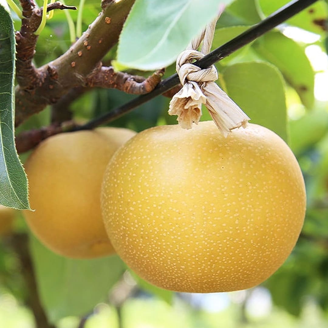 生産者のこだわりが詰まった「梨」