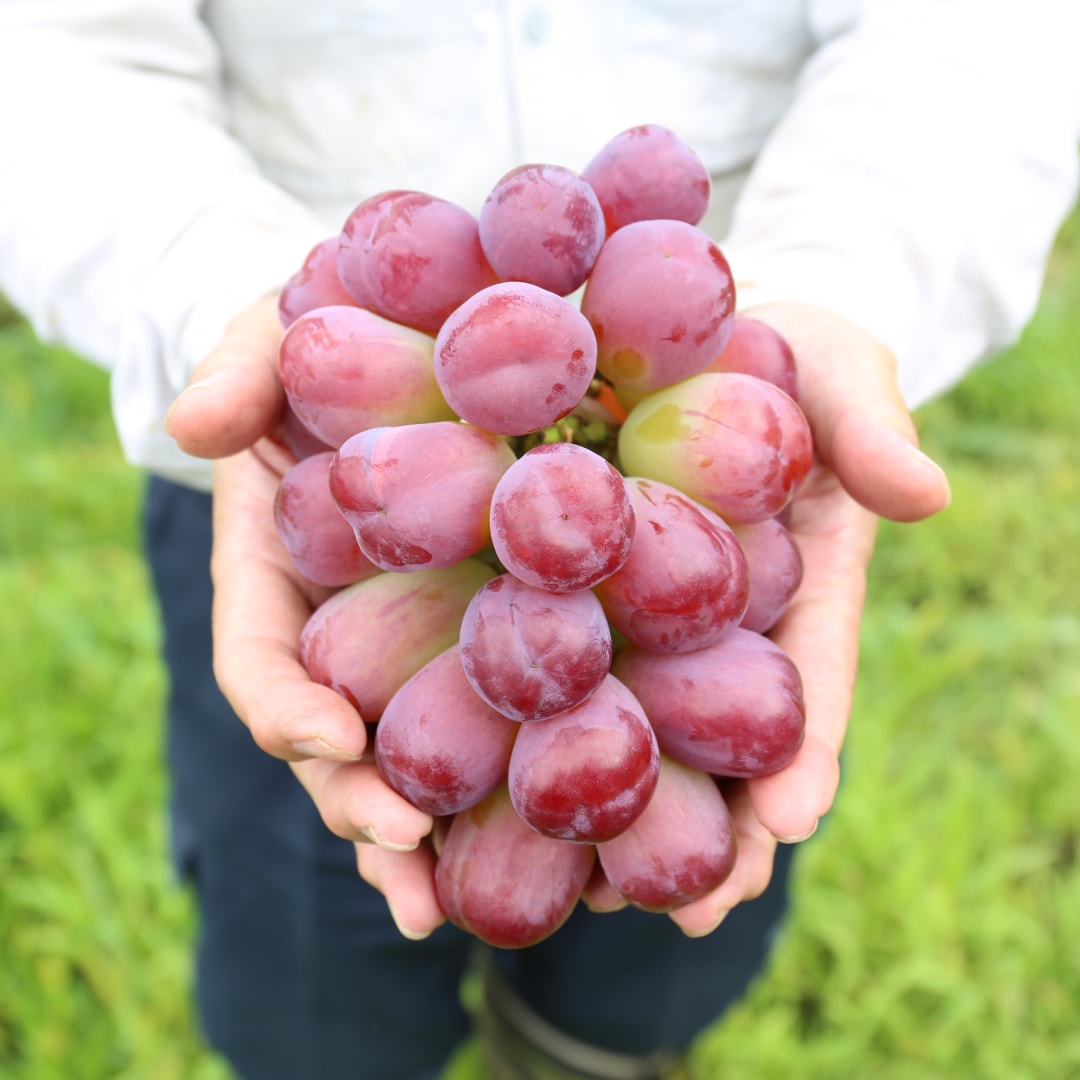 生産者の技が実を結ぶ「ぶどう」