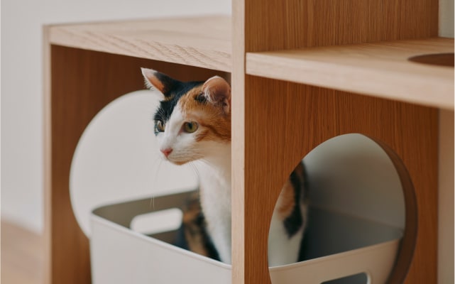 猫とくつろぐ、無印良品の空間