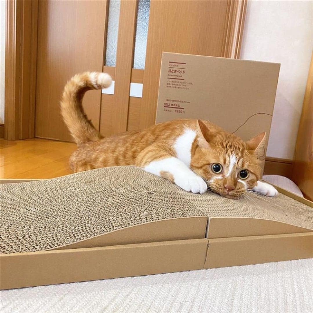 ダンボール　爪とぎベッド2.jpg 