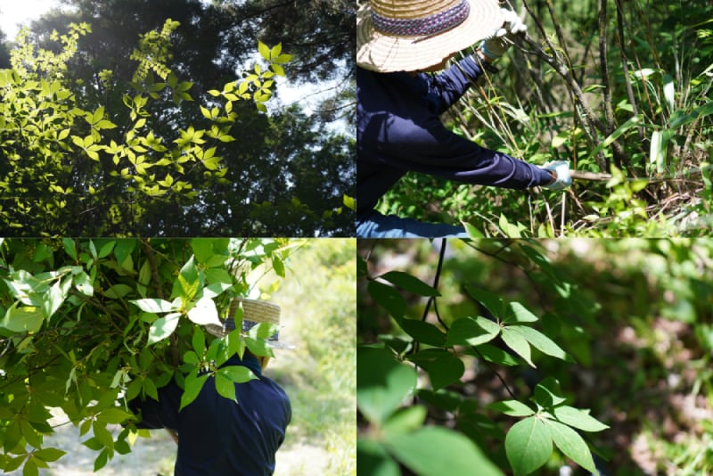 クロモジ産地写真
