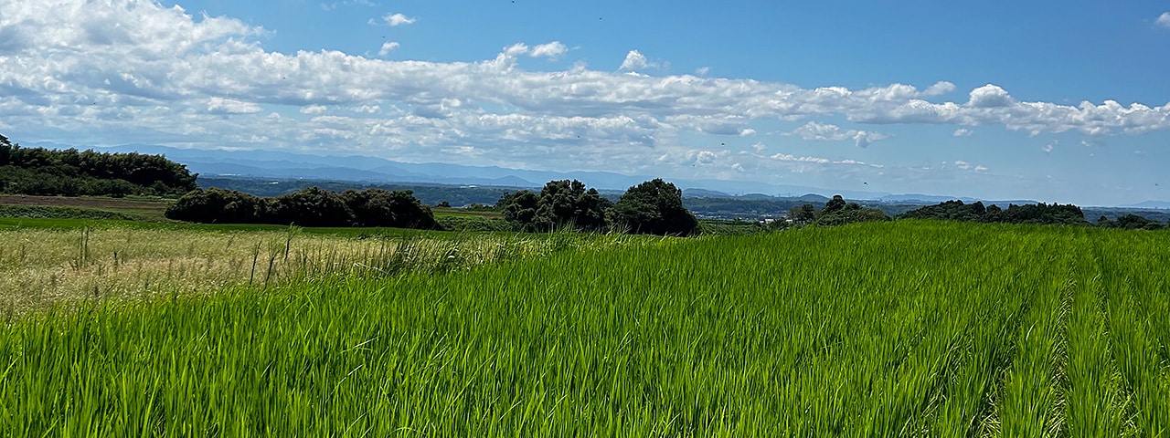 記事内画像：001 阿蘇山の伏流水が流れる豊かな大地で、大切に育てた「ヒノヒカリ」【おくむら農園】