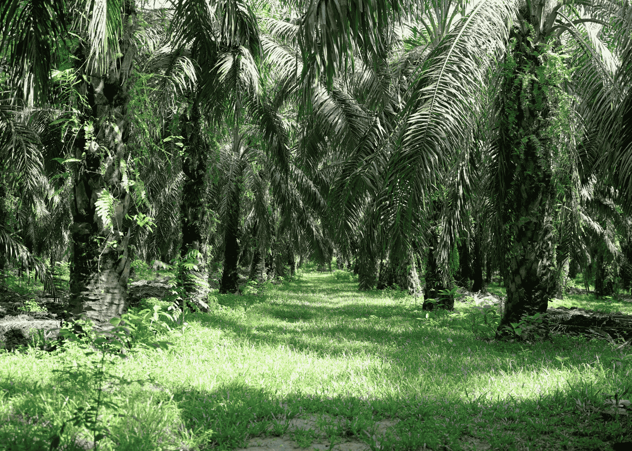 ヤシの端材を使った食器 無印 無印良品 パームヤシ 並木