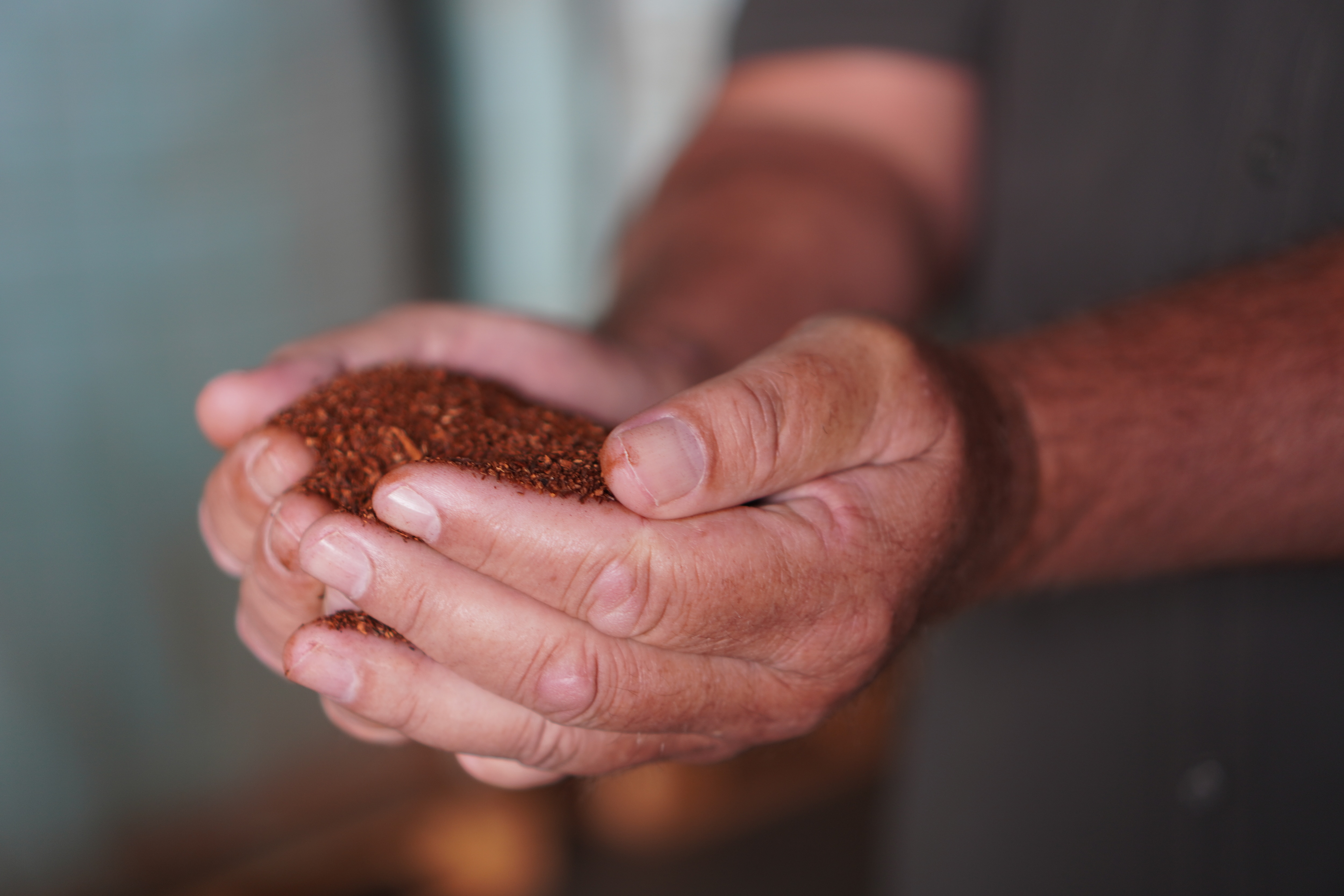 ルイボスの茶葉の画像