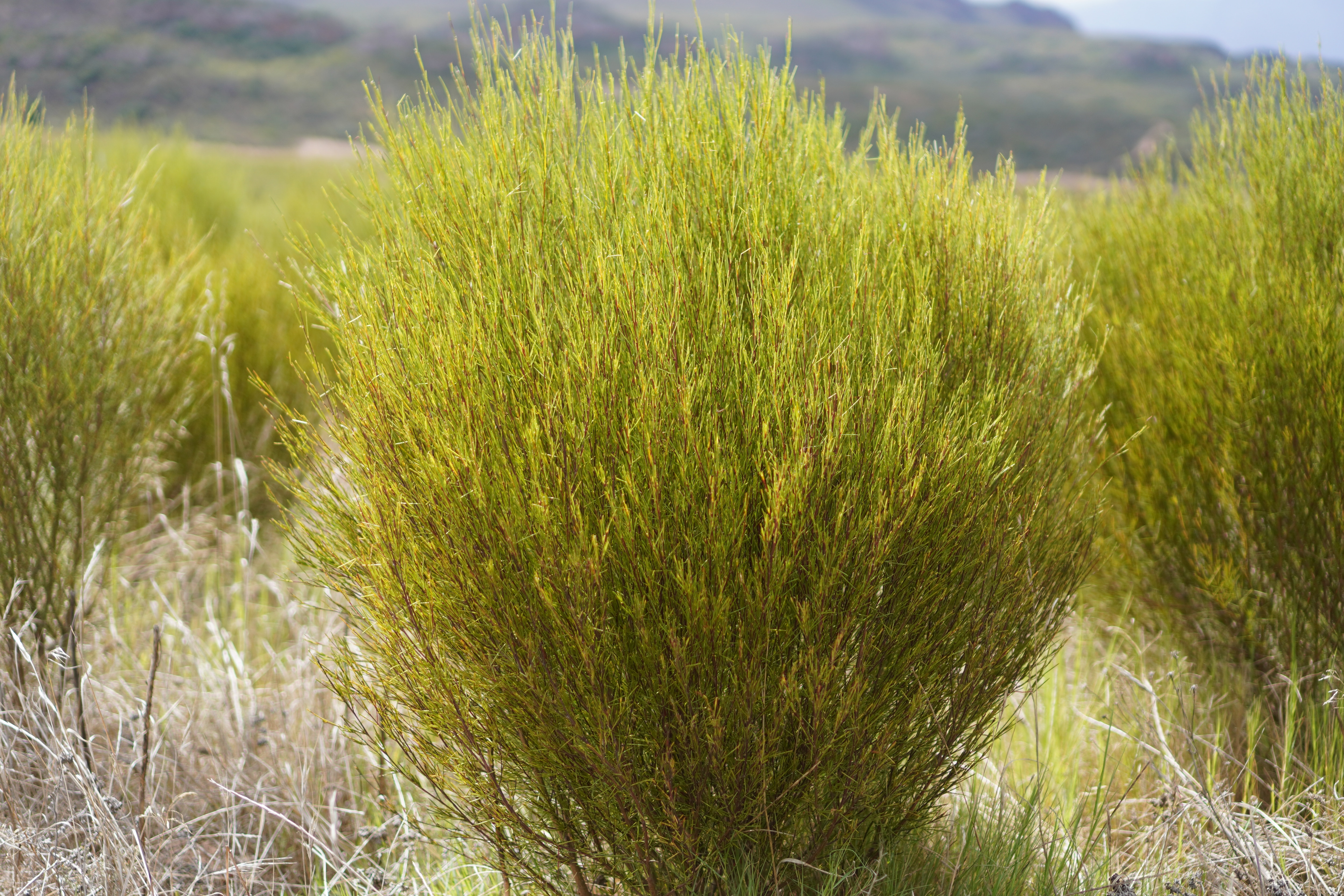 ルイボスの自生・栽培環境