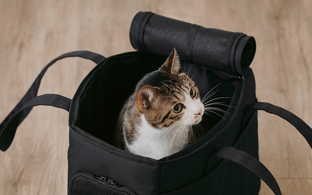 猫とくつろぐ、無印良品の空間