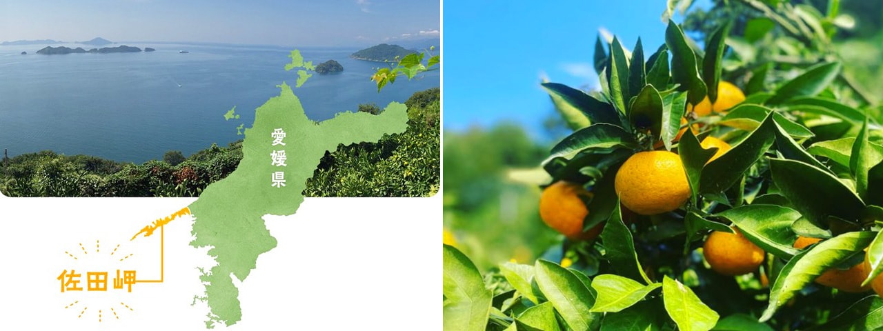 記事内画像：001 潮風でミネラルをたっぷり浴びたみかんを味わってほしい。南北を海に囲まれた【田縁農園】の柑橘