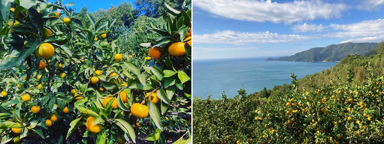 記事内画像：002 潮風でミネラルをたっぷり浴びたみかんを味わってほしい。南北を海に囲まれた【田縁農園】の柑橘