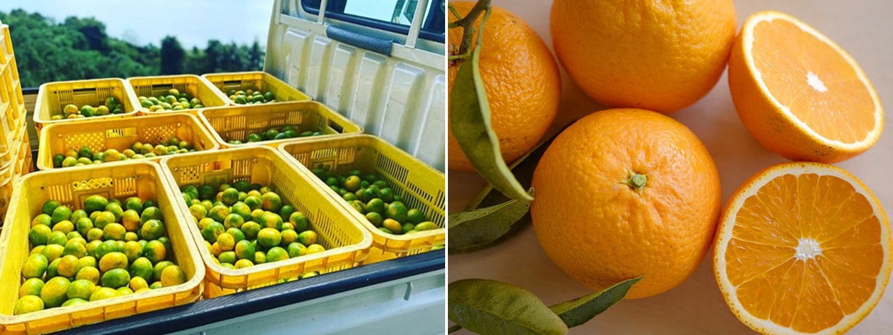 記事内画像：003 潮風でミネラルをたっぷり浴びたみかんを味わってほしい。南北を海に囲まれた【田縁農園】の柑橘