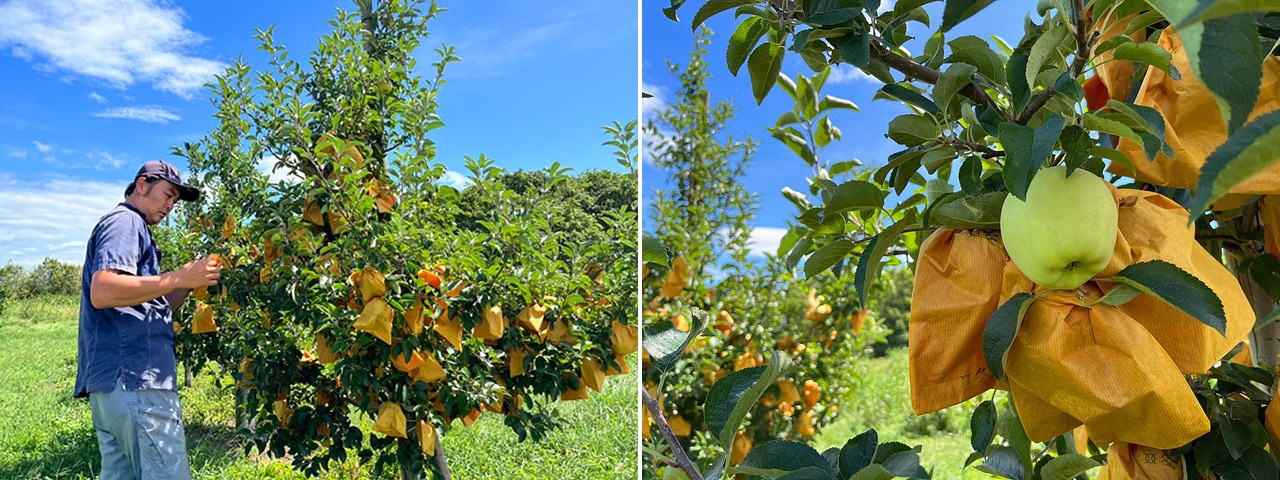 記事内画像：002 もっと多くの方に、岩手・花巻のりんごのおいしさを知ってもらいたい。【遥かなる林檎】のりんご