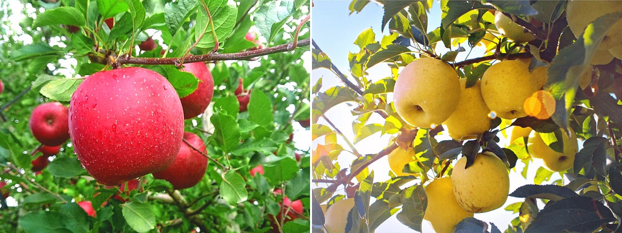 記事内画像：003 もっと多くの方に、岩手・花巻のりんごのおいしさを知ってもらいたい。【遥かなる林檎】のりんご