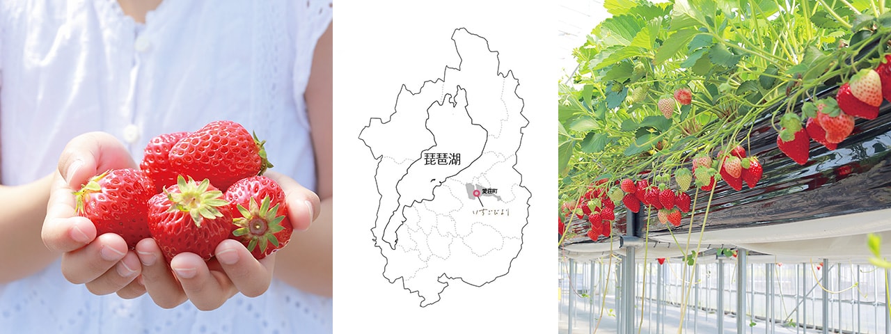 記事内画像：001 ひと粒で口いっぱいの幸せを。【いちごびより】のいちごで全国に幸せを届けたい