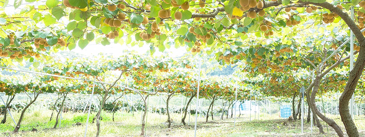 記事内画像:001 一口の“美味しい”のために。はずれを引かせないキウイづくり。