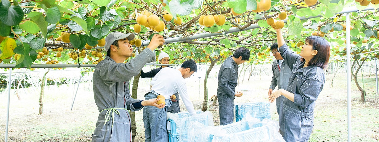 記事内画像：002 一口の“美味しい”のために。はずれを引かせないキウイづくり。