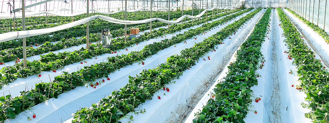 記事内画像：002 「最高の一粒」に。妥協を許さないこだわりが生む、甘いいちご【多幸寿】