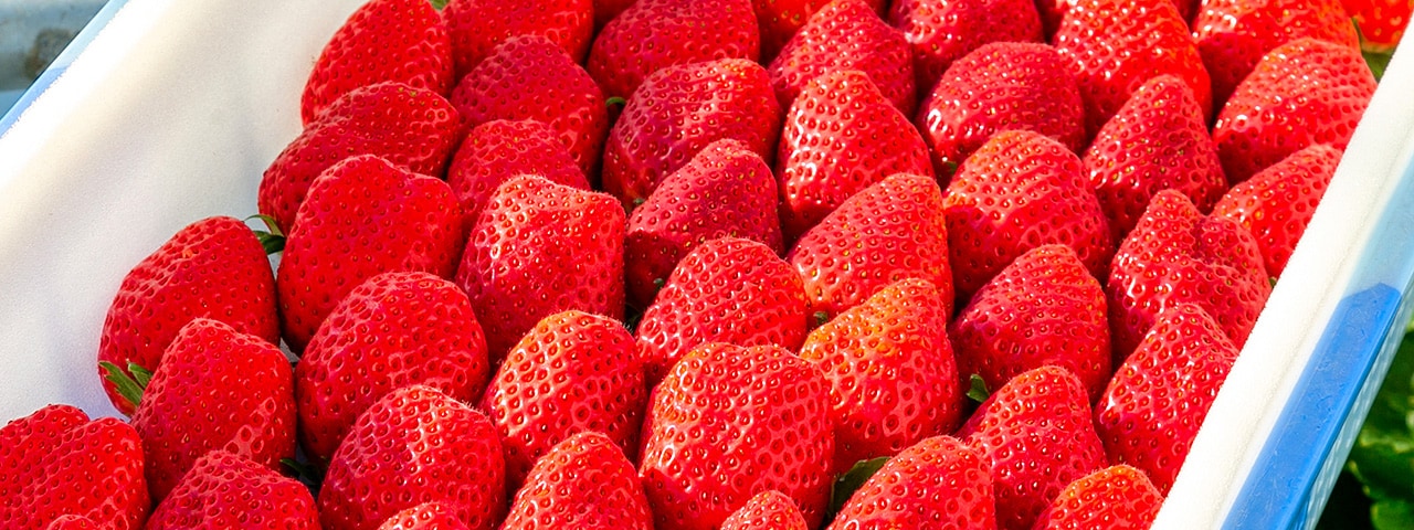 記事内画像：003 「最高の一粒」に。妥協を許さないこだわりが生む、甘いいちご【多幸寿】