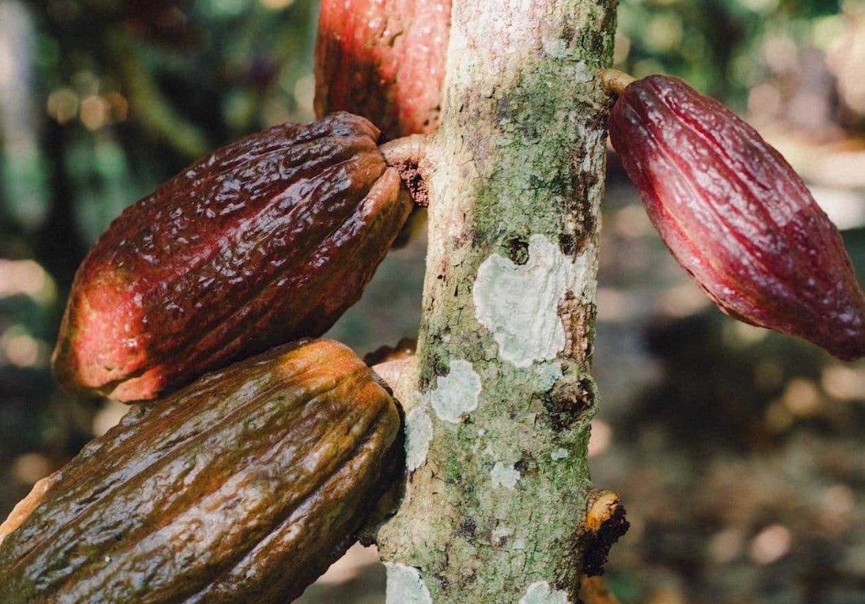 ヤシの端材を使った食器が、みんなにやさしい理由_9rFe4w