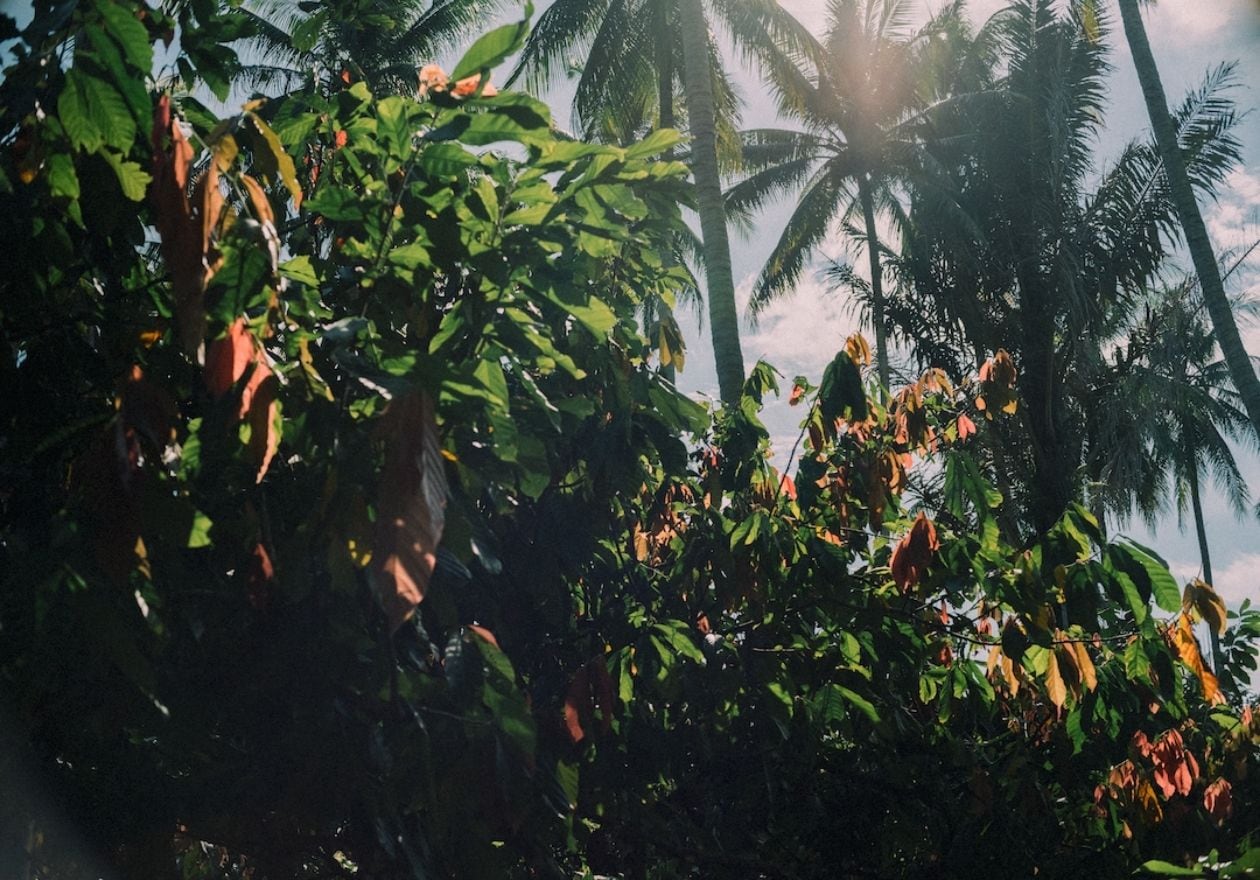 無印良品　ライム発酵チョコレート　アグロフォレストリー農法