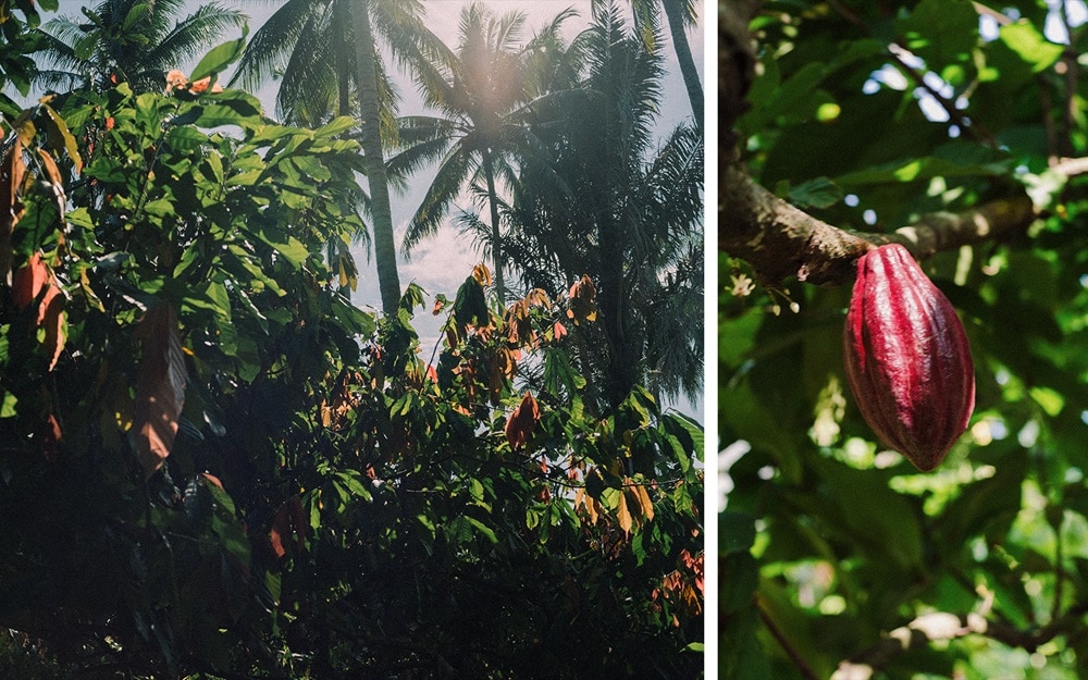 カカオの木と実の画像