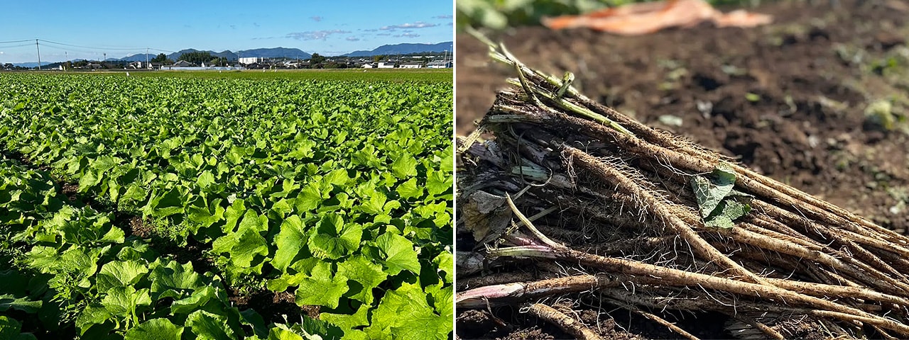 記事内画像：002 阿蘇山の伏流水が流れる豊かな大地で、大切に育てた「ヒノヒカリ」と「絹肌ごぼう」【おくむら農園】
