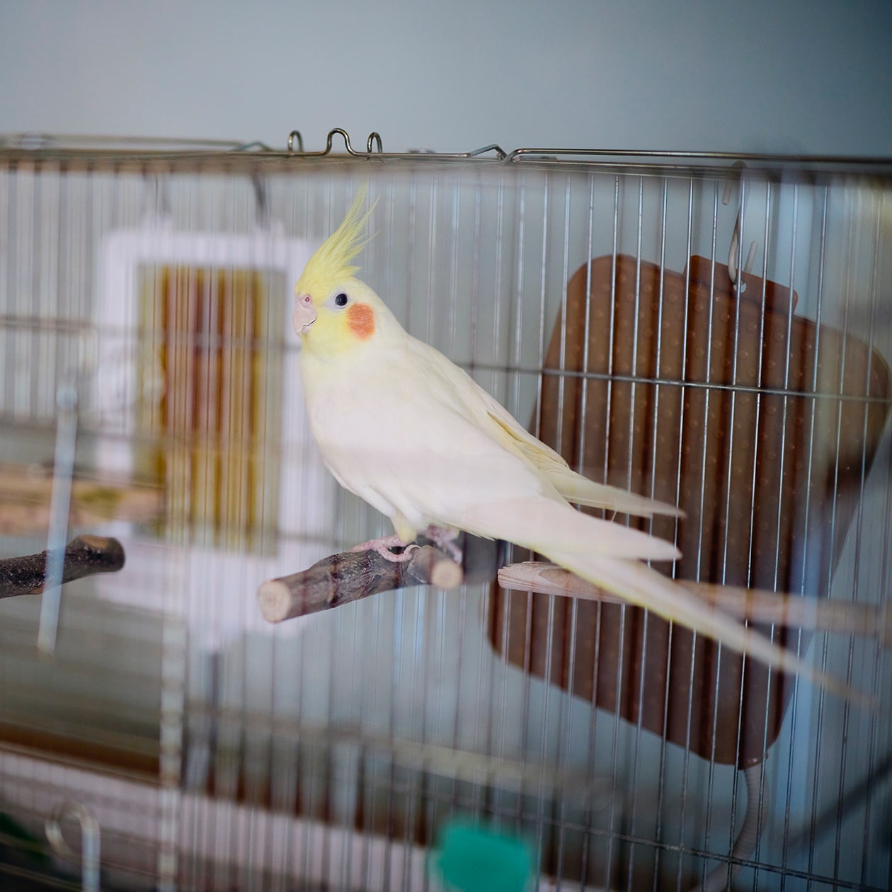 DIYを重ね、大胆につくり替えられてきた部屋 ｜ こたつにもなる ローテーブル、スチール ユニットシェルフ_mafg52