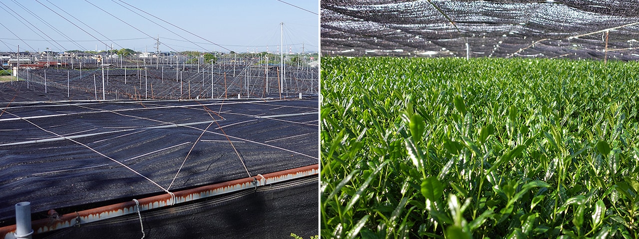 記事内画像：001 抹茶でおいしく健康に。技術で西尾抹茶の魅力と可能性をひき出す【松鶴園】