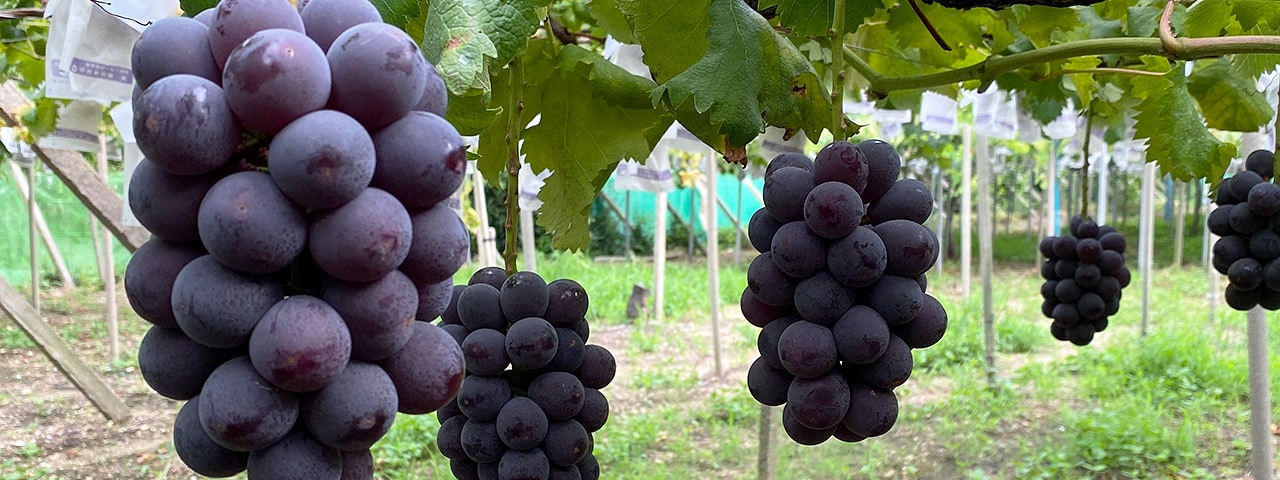 記事内画像：001 「そのまま食べても美味しい果実」を、あえて素材に選ぶ商品づくり【小林農園】