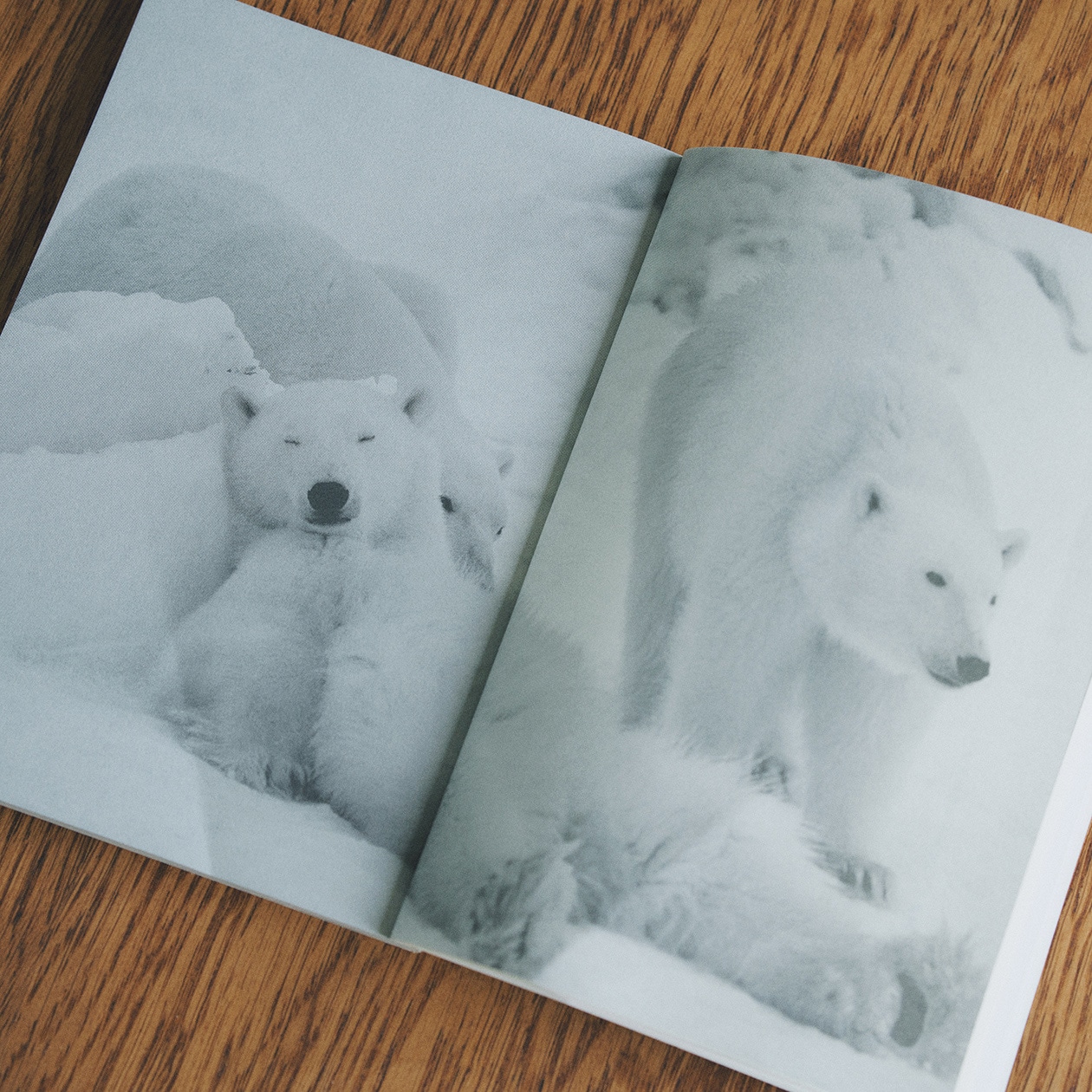 「遠くても、想像することで、いつでもその場所に行ける」皆川明が読む、星野道夫が遺したもの ｜ MUJI BOOKS 文庫本「人と物」シリーズ_qhLTC7