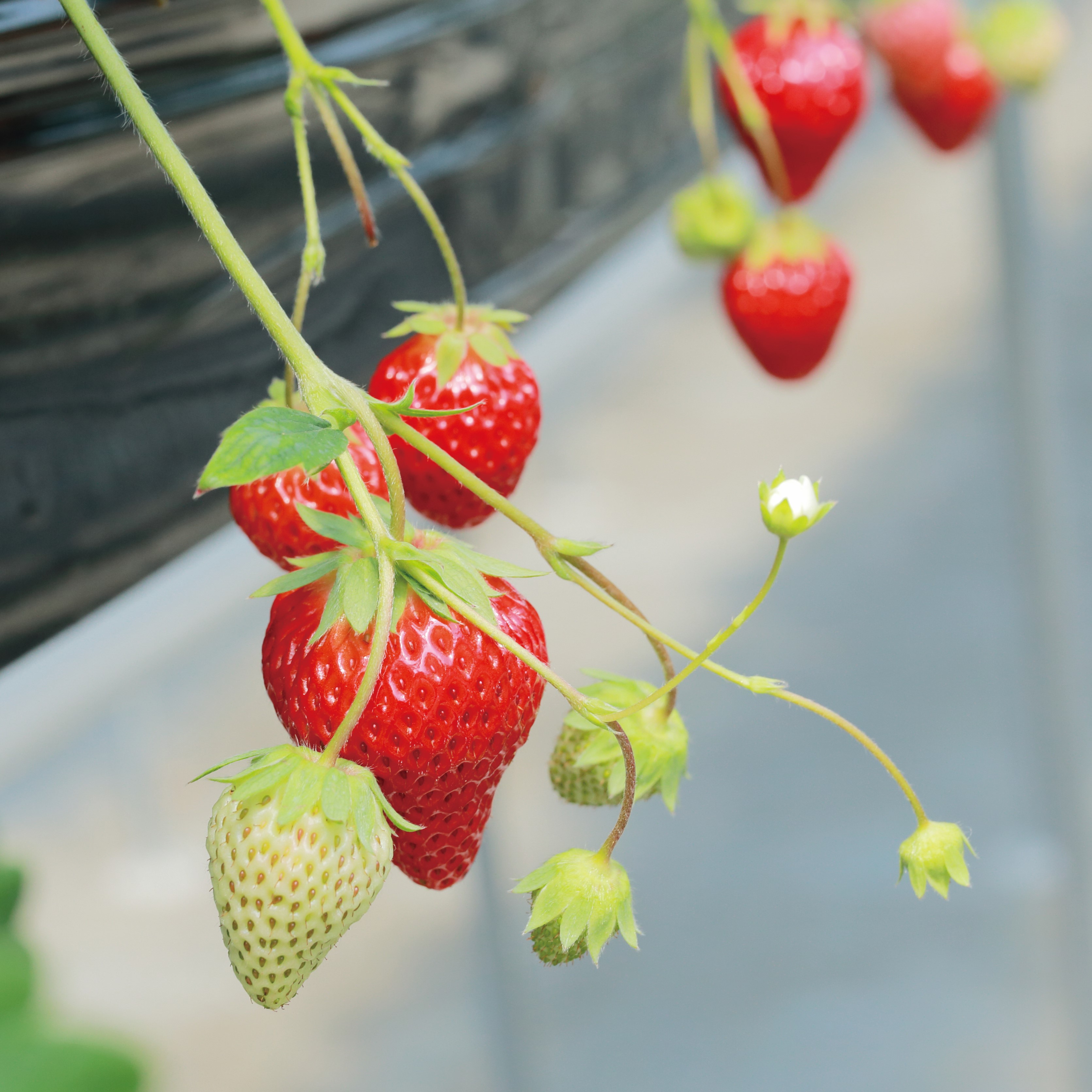 【諸国良品】滋賀県の「いちごびより」が届ける、本当においしい「いちご」 とは_sKz85G