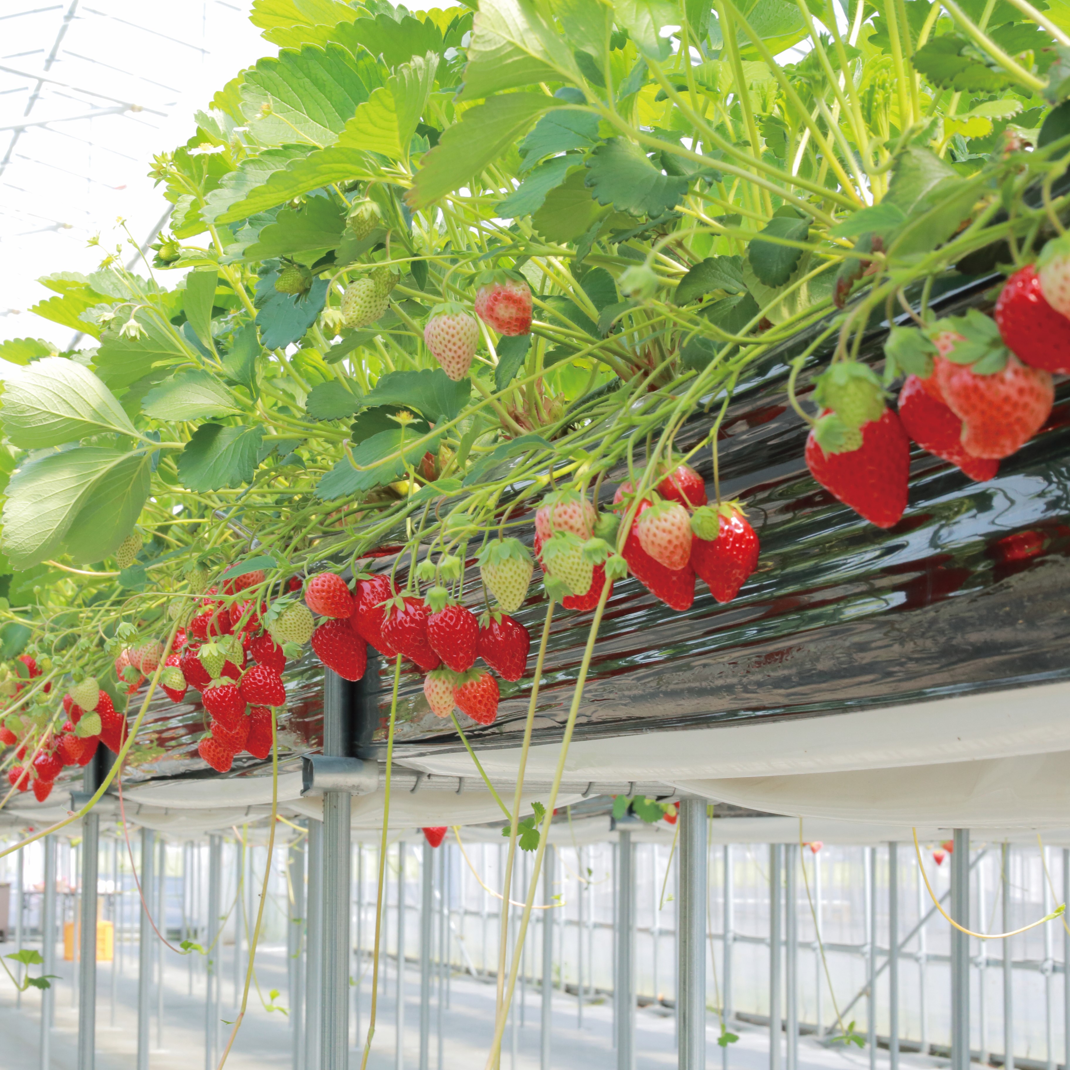 【諸国良品】滋賀県の「いちごびより」が届ける、本当においしい「いちご」 とは_0hvU6M