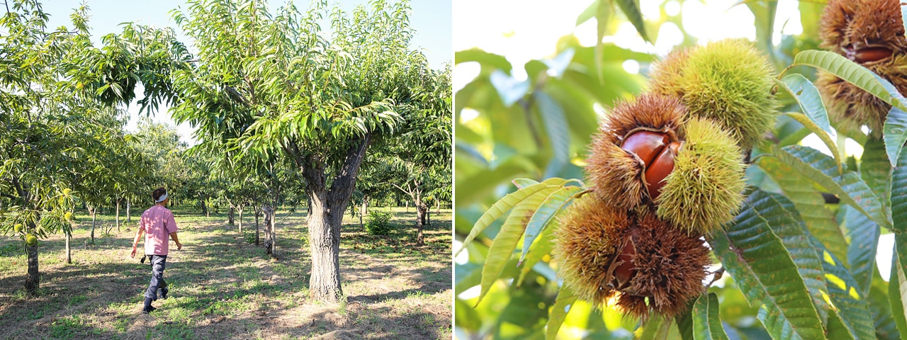 記事内画像：001 日本一の栗の産地で、栽培期間中、農薬・化学肥料を使わずに育てる【果じゅまる園】の栗