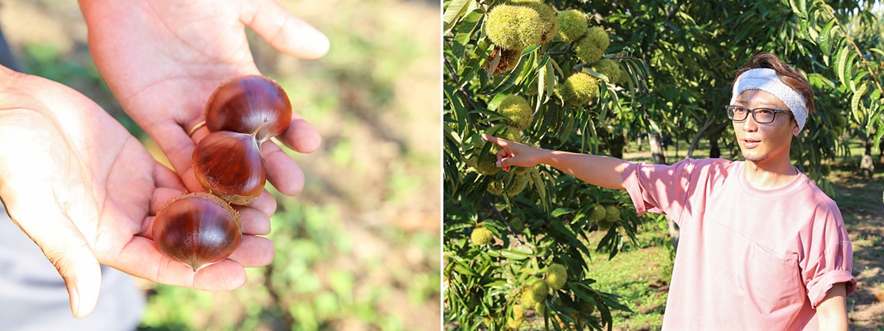 記事内画像：002 日本一の栗の産地で、栽培期間中、農薬・化学肥料を使わずに育てる【果じゅまる園】の栗