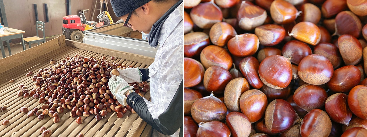 記事内画像：003 日本一の栗の産地で、栽培期間中、農薬・化学肥料を使わずに育てる【果じゅまる園】の栗