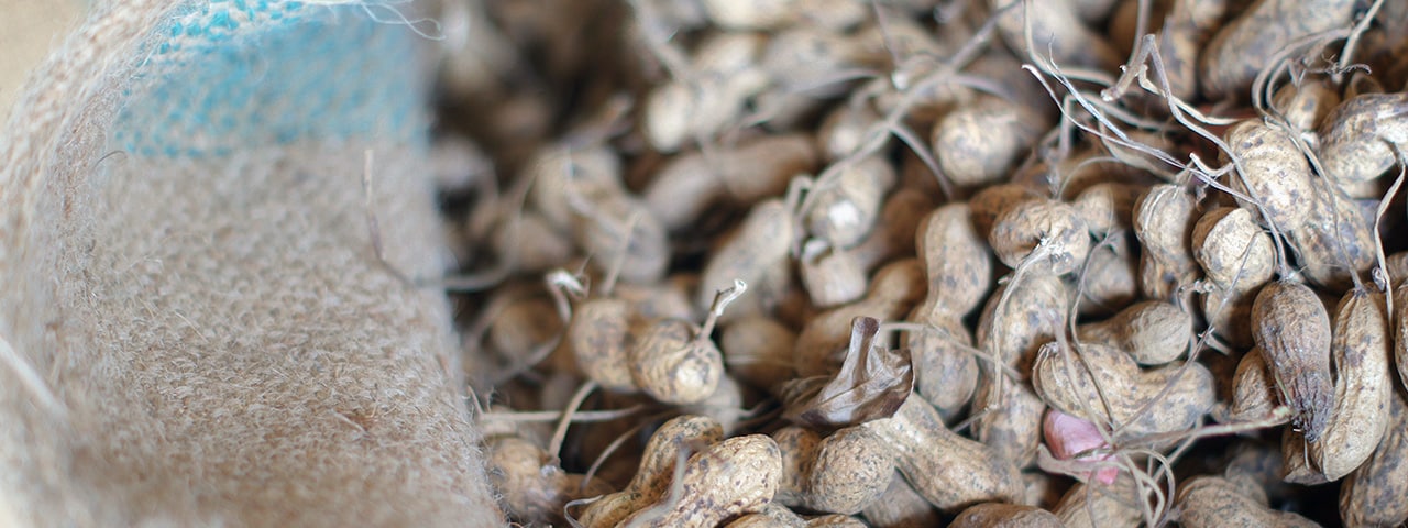 記事内画像：002 千葉の落花生を未来につなぐ、ピーナッツブランド【株式会社セガワ】