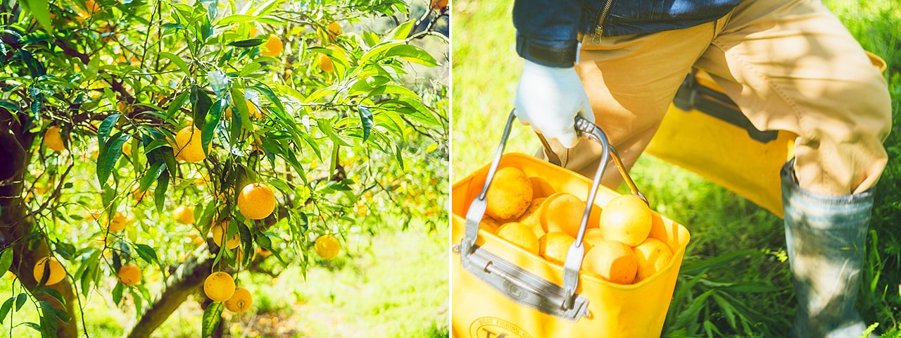 記事内画像：002 香り高き果皮に魅せられて。【淡路橙研究所】の「淡路橙（あわじだいだい）」