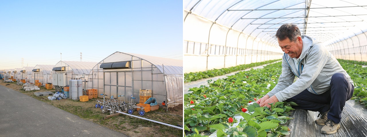 記事内画像：001 濃密で芳醇な甘みに魅せられて…【矢島農園】のいちご「あまりん」