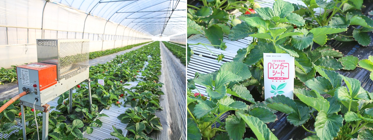 記事内画像：002 濃密で芳醇な甘みに魅せられて…【矢島農園】のいちご「あまりん」