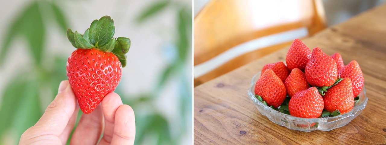 記事内画像：003 濃密で芳醇な甘みに魅せられて…【矢島農園】のいちご「あまりん」