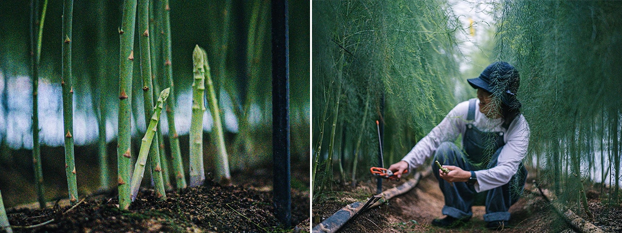 記事内画像：003 大地の恵を享受。二人三脚で歩む命を生み出す農業【ヤツシロミズタファーム】