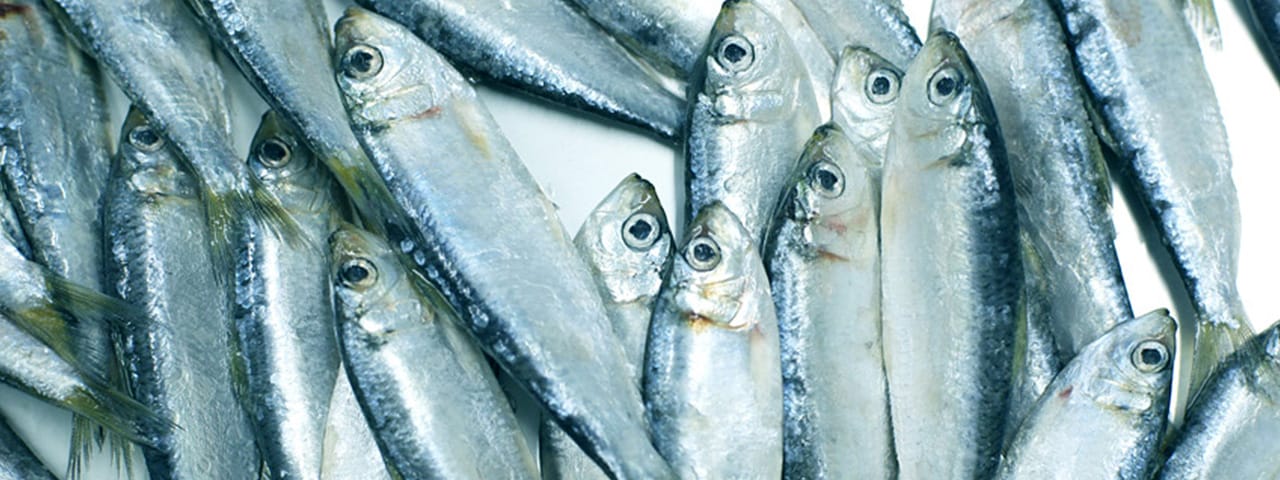 記事内画像：003 地域の可能性を詰め込んだ、新たなままかりの特産品【ままかRe:Project】