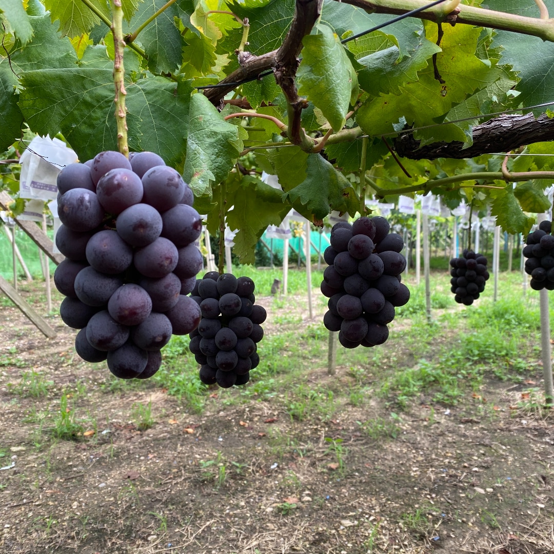 諸国のいいもの 愛知編「たべりん 西三河のうまいもん（前編）」_B4WWkG