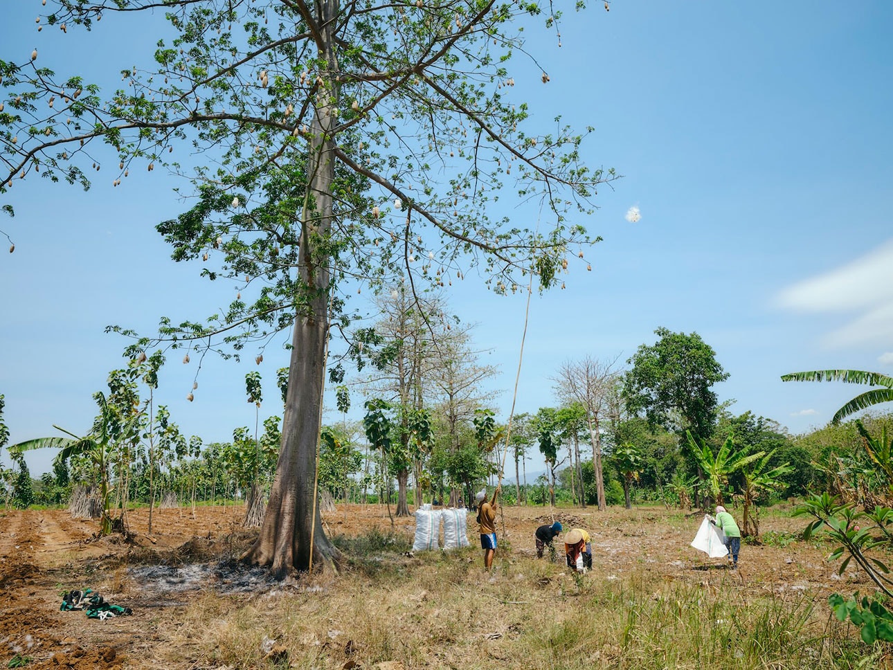 カポック｜ふわりと軽い天然繊維_lMj1mu