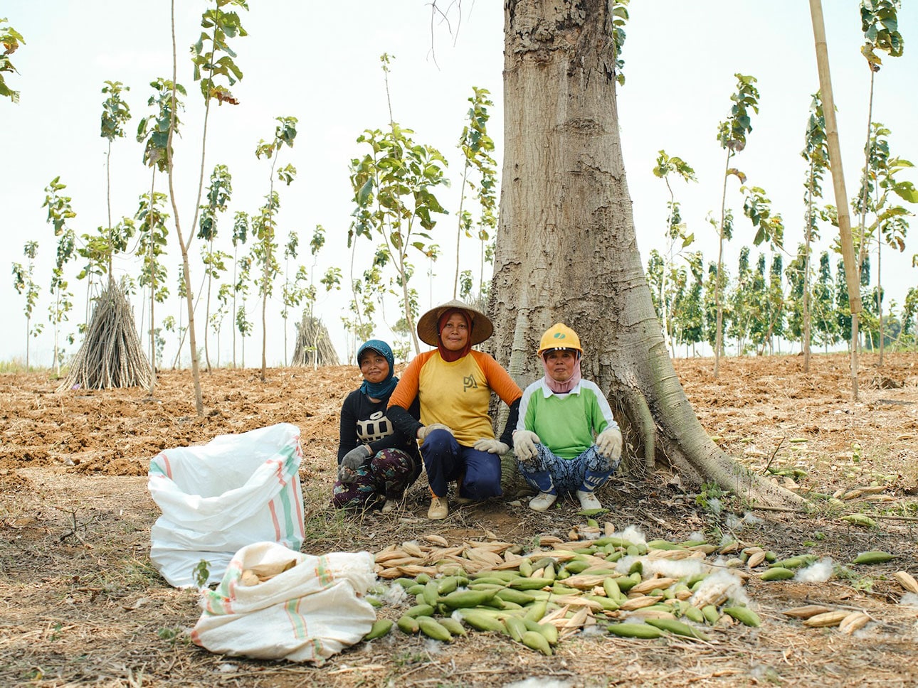 カポック｜ふわりと軽い天然繊維_pexhx5