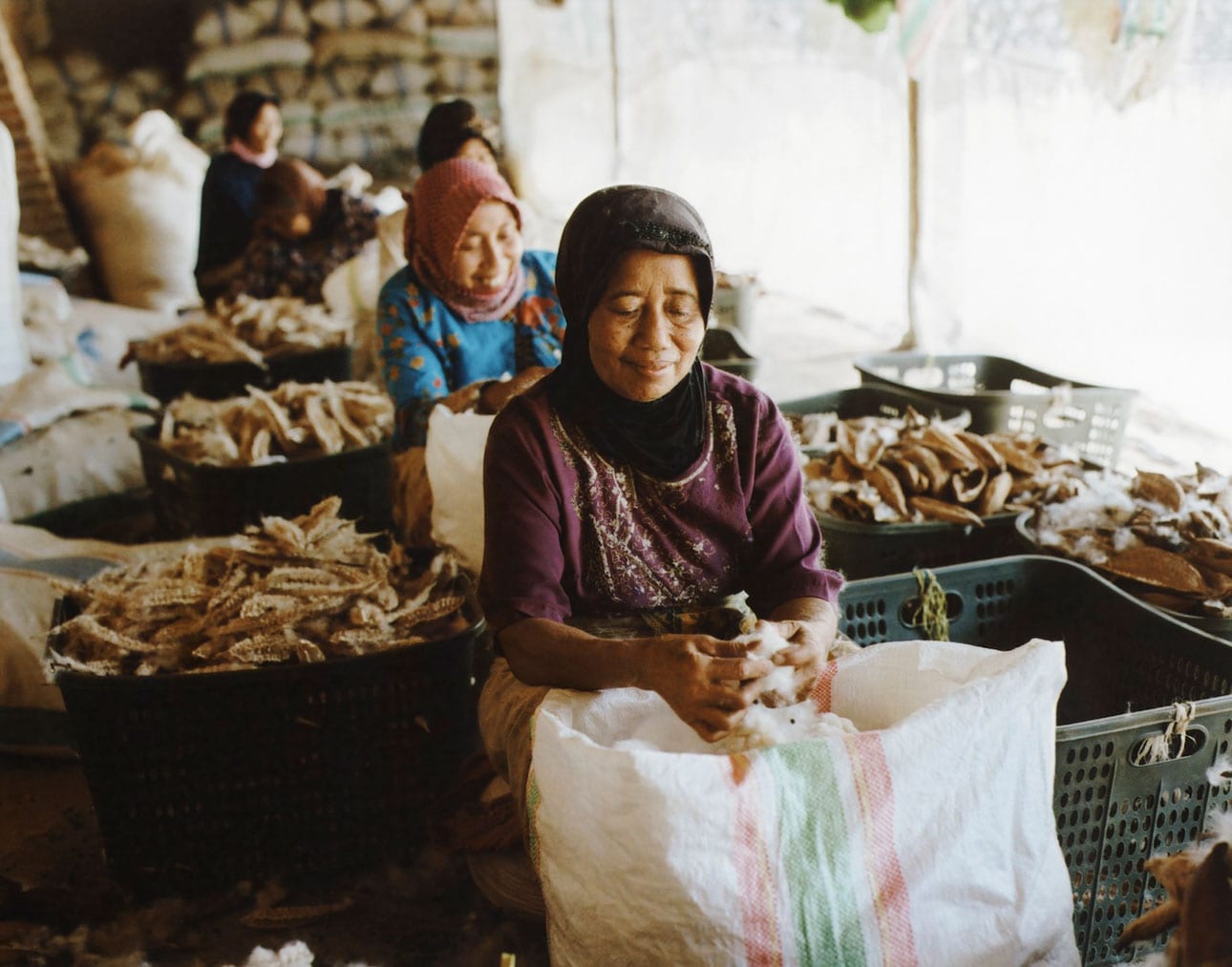 カポック｜ふわりと軽い天然繊維_vo3hrV