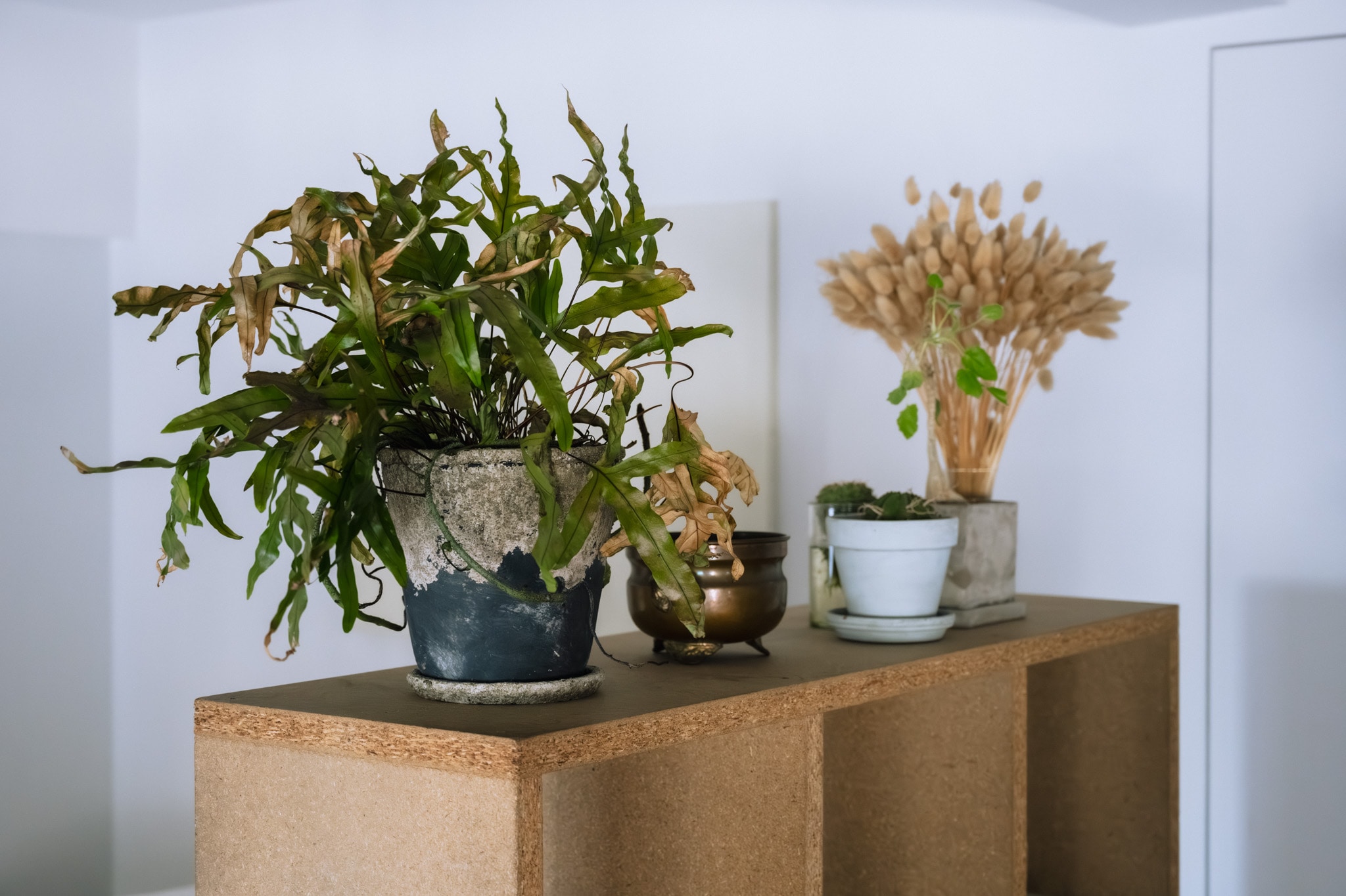 「猫と暮らす、整えすぎない家」永野さん_7Kragm